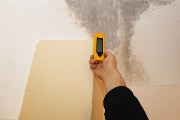 Reliable Cathedral City, CA Mold Removal Solutions