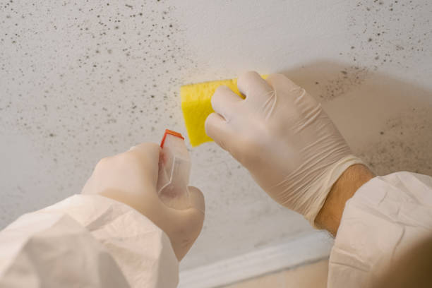 Best Forensic Mold Investigation  in Thedral City, CA