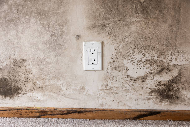 Best Basement Mold Removal  in Thedral City, CA