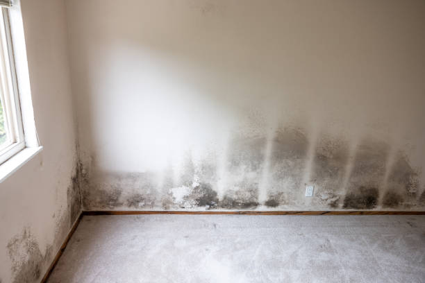 Best Mold Damage Restoration  in Thedral City, CA