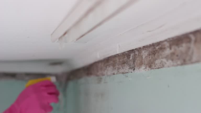 Best Mold Prevention Services  in Thedral City, CA